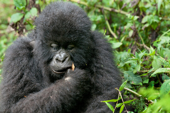 Gorilla portrait in Virunga Mountains Rwanda.