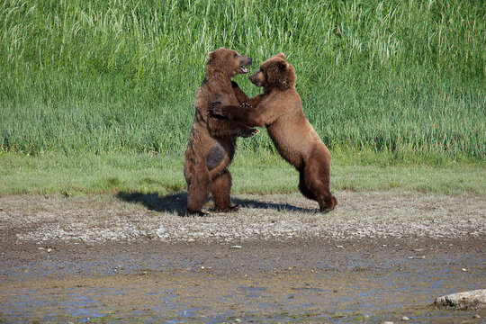 Alaska Brown Bears fighting over a fish.