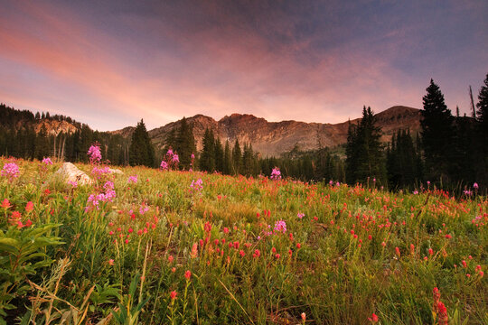 Sunset on Devils Castle and wildflowers in Albion Basin at Alta Ski Resort.