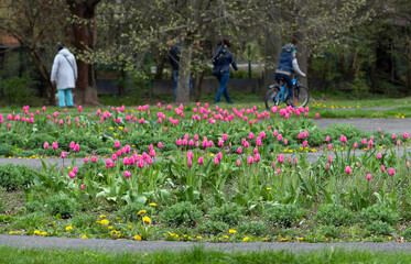 Pink tulips with green leaves in the park. Spring in the garden. Child on a bicycle. People walking...