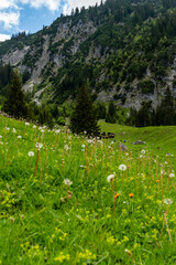 meadow with flowers