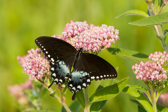 A Spicebush Swallowtail (Papilio troilus) feeds from milkweed (Asclepias sp.) flowers in a Virginia wetland.