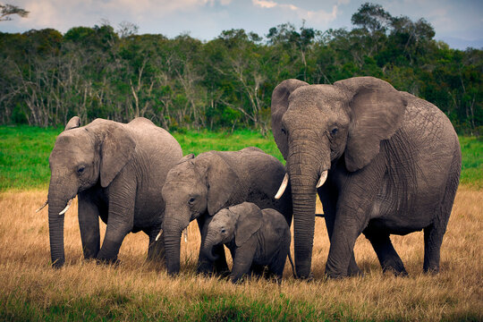 An elephant family out for a stroll in the Masai Mara, Kenya.
