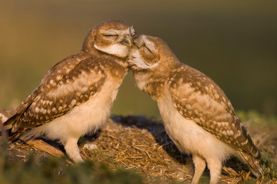 Two juvenile burrowing owls preen one another at a golf course in Davis, USA.