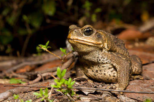 A Cane Toad (Bufo marinus), an invasive species from Central and South America, photographed in south Florida.