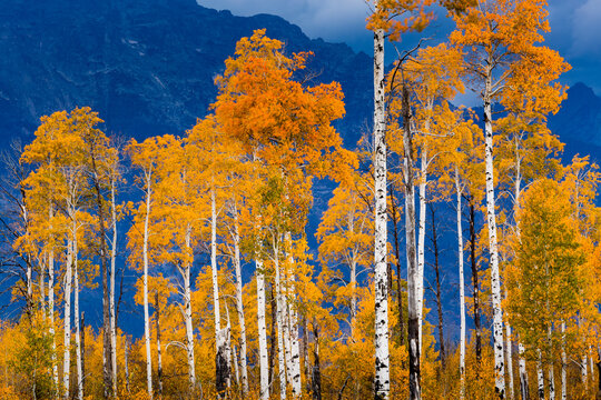 Autumn aspen trees decorating Jackson Hole, Grand Teton National Park, Wyoming