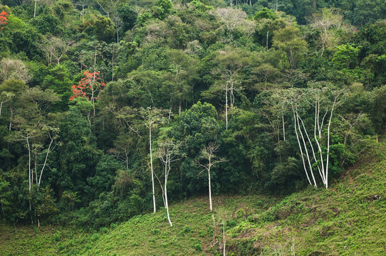 Brazil, Brasil, Mata Atlantica, Prime forest habitat for the endangered Golden Lion Tamarin, Leontopithecus rosalia.