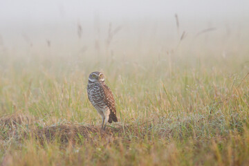 Burrowing owl photographed outside its burrow in Homestead, Florida.