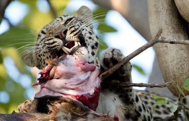 A leopard feeds on a small antelope in a tree in Botswana.