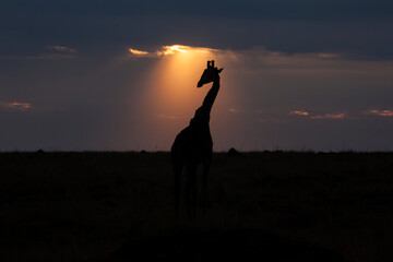 A giraffe is silhouetted against the sky as the sun descends. Taken in the Masai Mara Game Reserve in Kenya.