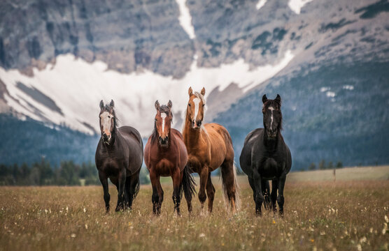 Horses along the Rocky Mountain Front, Montana.
