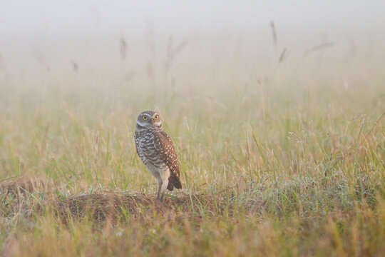 Burrowing owl photographed outside its burrow in Homestead, Florida.