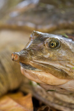 Closeup of a Florida Softshell Turtle (Apalone ferox) in southern Florida.