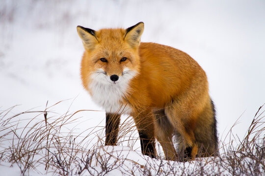 A red fox looks out over a small ridge in Churchill, Manitoba, Canada.