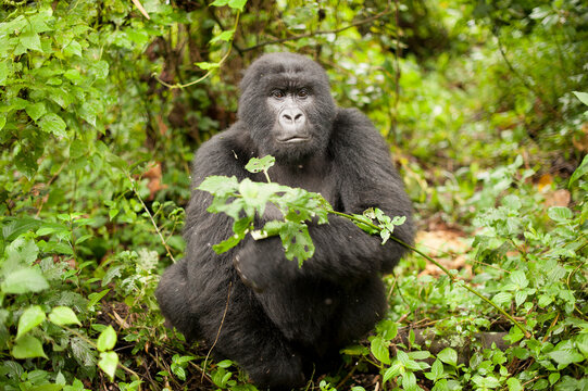 A wild mountain gorilla at Virunga National Park in the Democratic Republic of the Congo