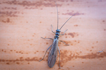 A beetle with wings and a mustache.