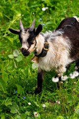 Obraz premium Ziegen im Gadental bei Bad Rothenbrunnen im Grossen Walsertal. auf der Gadenalpe sind die bunten Ziegen den Sommer hindurch. junge Ziegen fressen Gras.