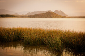 Panele Szklane  Reed trawy w jeziorze w Kenii w Afryce.