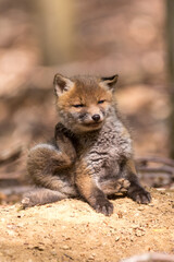 Junger Fuchswelpe im Wald