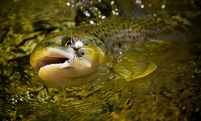 A dry fly caught wild brown trout from a small mountain stream in Utah on a late Summer afternoon.