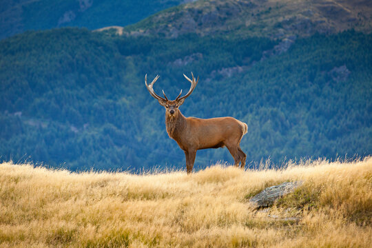A large Red Deer (Cervus elaphus) stag stands proudly on a tussock grass ridge in Deer Park Heights, near Queenstown, South Island of New Zealand.