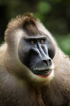 Drill Monkey, Nigeria