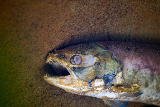 A dead sockeye salmon, Oncorhynchus nerka, in shallow water of Indian Creek, North Cascades National Park.