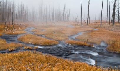 A braided stream flows toward a burned forest in Yellowstone National Park, Wyoming