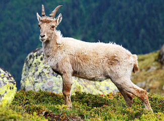 Capra Ibex in natural habitat, Aiguilles Rouges Reservation, France, Europe