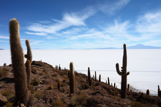 Echinopsis atacamensis ( pasacana subspecies ) cacti on Incahuasi Island, Tunupa volcano in background, Salar de Uyuni , Bolivia.