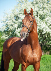 portrait of сhestnut Holstein sportive stallion posing against blossom apple tree. spring time