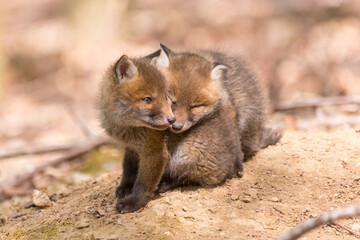 Junger Fuchswelpe im Wald