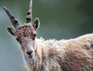 Capra Ibex in natural habitat, Aiguilles Rouges Reservation, France, Europe