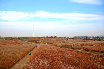 path through the reeds field in haneul park (another name sky park, one of the worldcup park in Seoul)