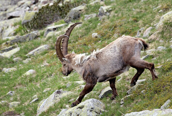 Capra Ibex in natural habitat, Aiguilles Rouges Reservation, France, Europe