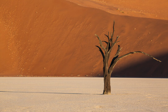 Dead tree against the sand dunes at sunrise in Dead Vlei, Namibia.