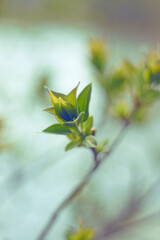 lilac buds
