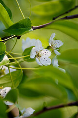 apple flowers