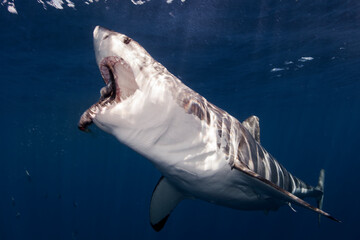 Mexico, Baja California, Pacific Ocean. A great white shark with the mouth open to grab a fish at Guadalupe Island.