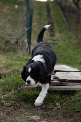 Black and white cavalier walking
