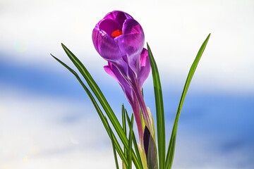 Crocus - blooming purple flower making their way from under the snow in early spring, closeup with space for text