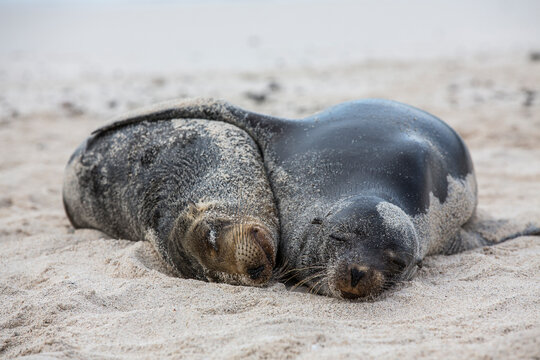 Portrait of two sea lions hugging while sleeping on the beach in the Galapagos Islands, Ecuador