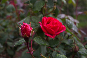 red rose