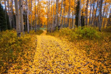 A leaf covered road leads into the forest near Electric Mountain Lodge, Colorado.