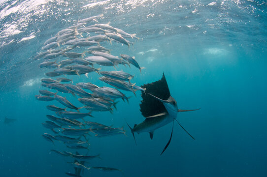 Atlantic sailfish hunt and feed on sardine schools off the coast of Mexico.