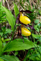gelb rote Orchidee, Frauenschuh im Gebüsch auf dem Weg zur Gadenalpe bei Bad Rothenbrunnen im Grossen Walsertal. wunderbare, seltene Blumen im Frühling. 