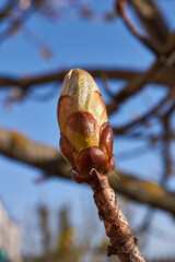 Spring. Chestnut buds are blooming in the town square.