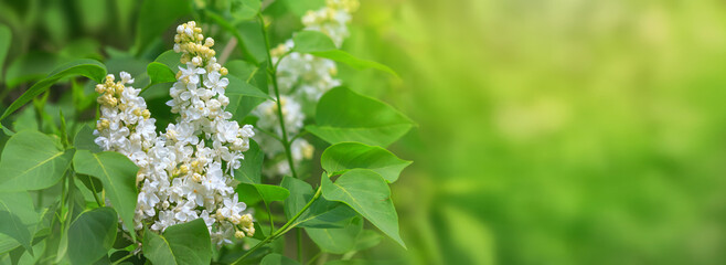 Branch of blossoming Syringa lilac bush. Springtime landscape with bunch of white flowers. Horizontal banner with copy space for text