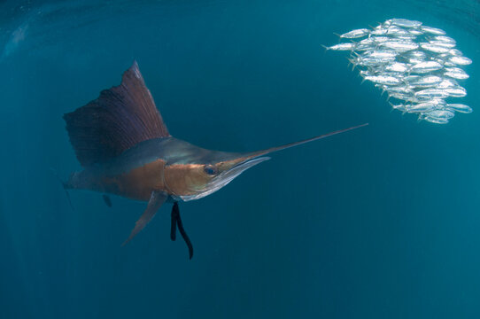 Atlantic sailfish hunt and feed on sardine schools off the coast of Mexico.