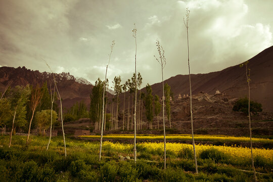 A row of thin trees in front of a field of yellow flowers with stupas in the background in a valley near the village of Alchi in Ladakh, India